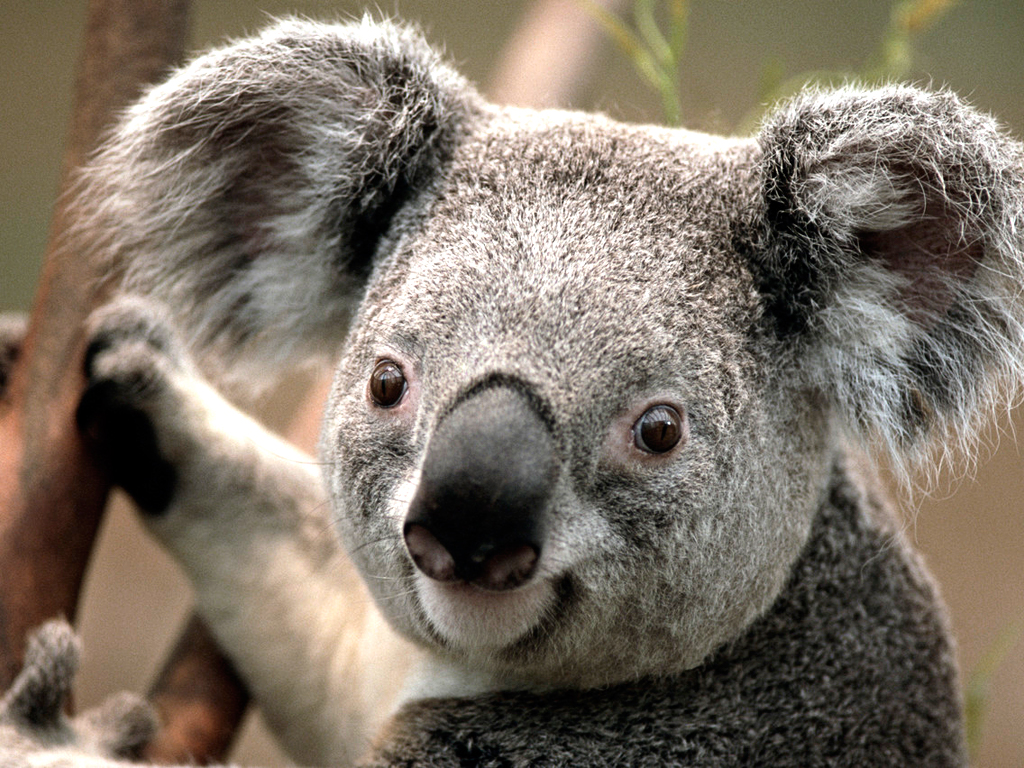 Koala fofinho